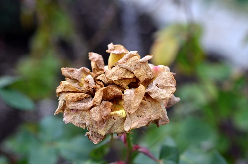 Decayed Glowing Peace  Decayed Glowing Peace